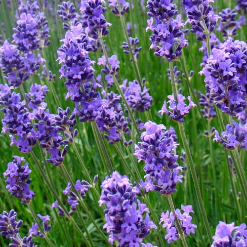 Lavender blooms