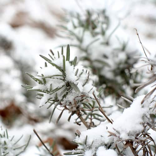Snow on lavender plant