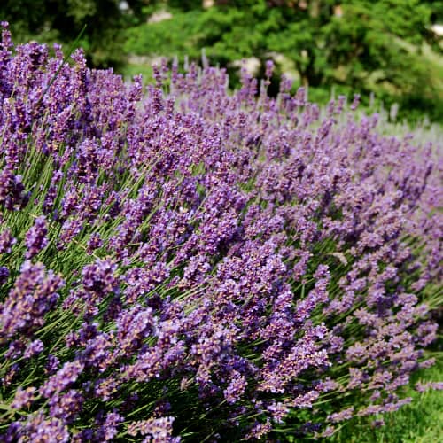 Lavender plants in sun