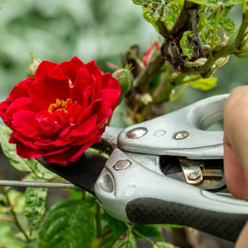 Garden shears