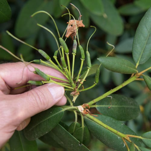 Deadheading a plant