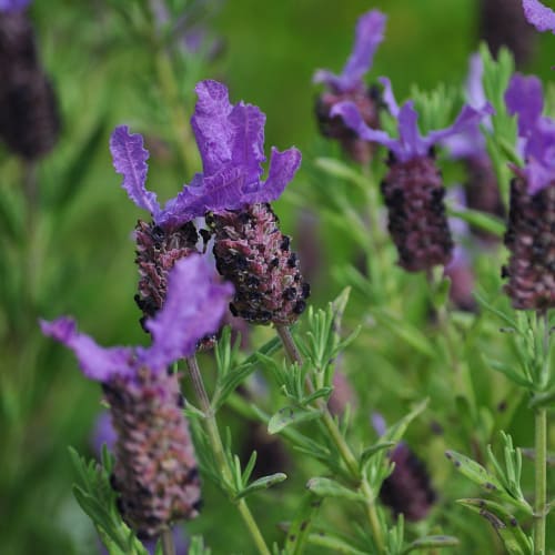 Lavandula stoechas in bloom