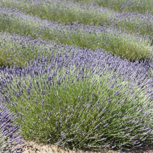 Lavender plants