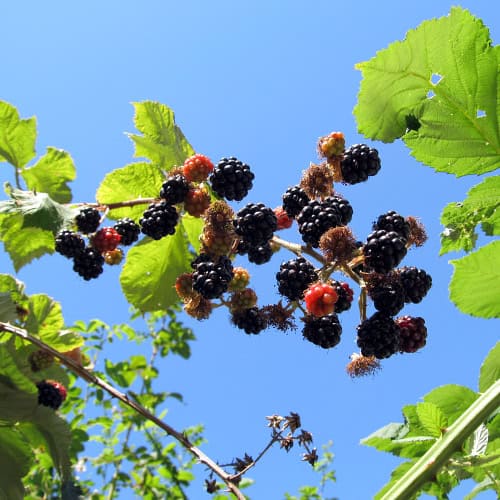 Blackberry bush