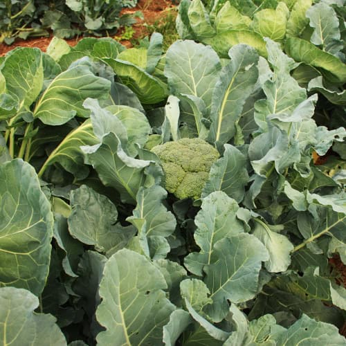 Broccoli in garden