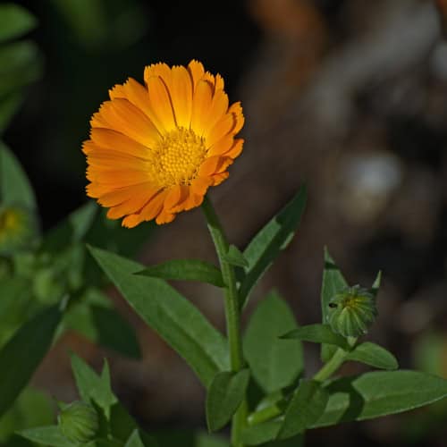 Calendula flower