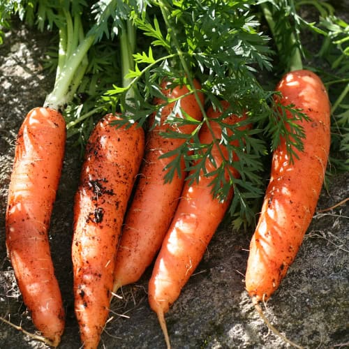 Carrots