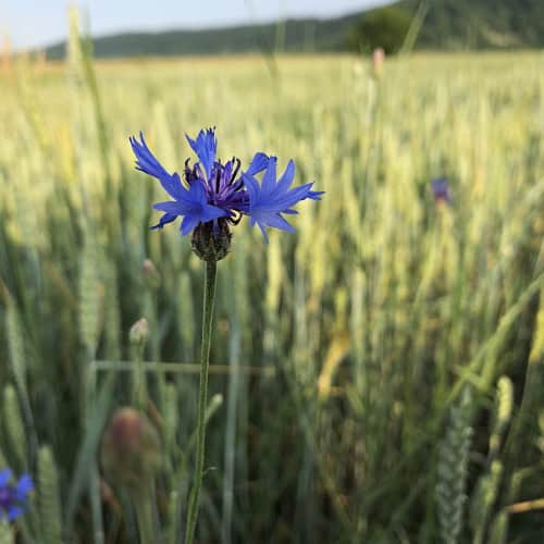Cornflower