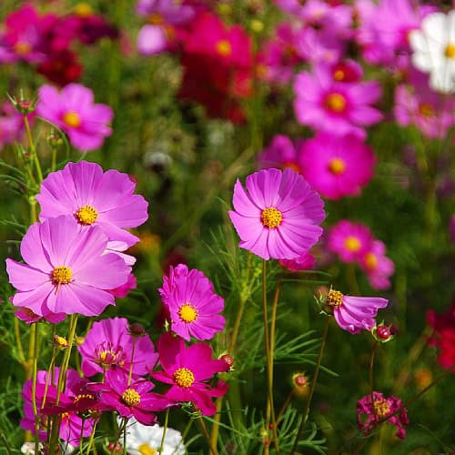 Cosmos flowers