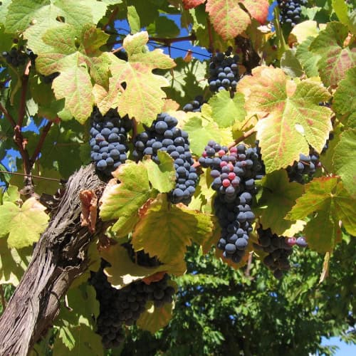 Grape vines