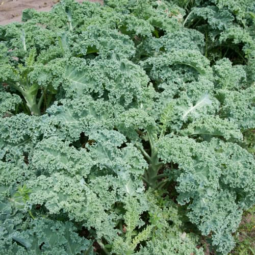 Kale in garden