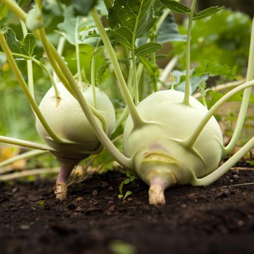 Kohlrabi