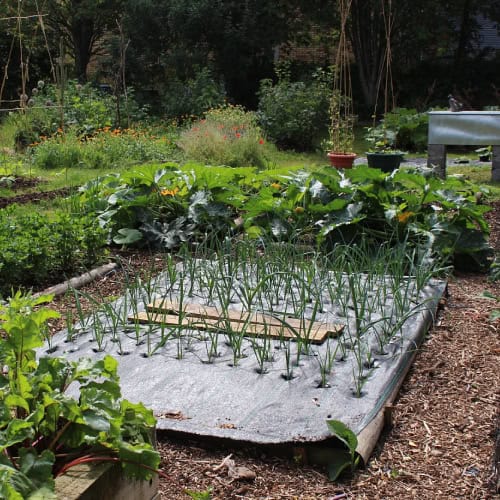 Leeks in garden