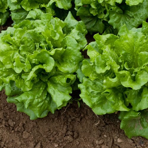 Lettuce in garden