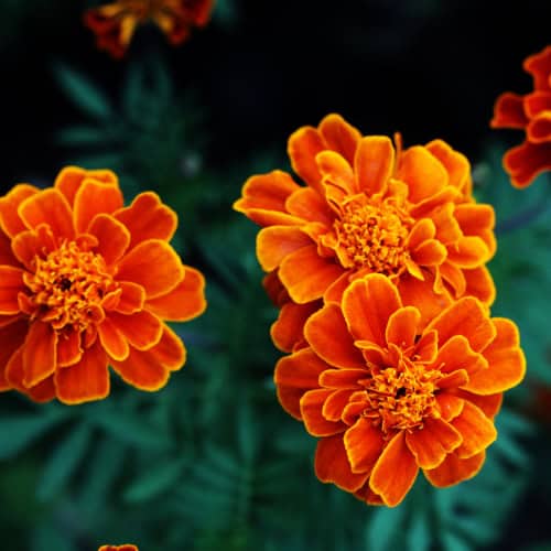 Marigolds