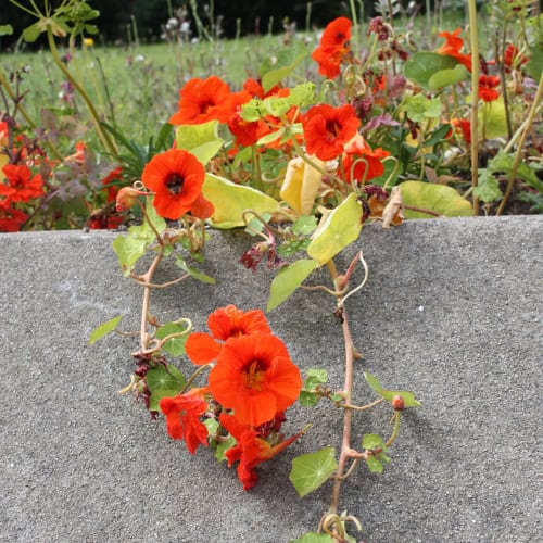 Nasturtium flowers