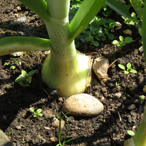 Onion bulb in garden