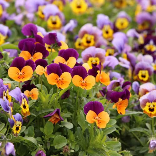 Pansies