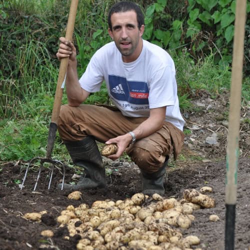 Man digging up potatoes