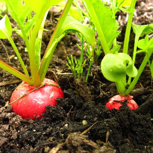 Radishes in garden