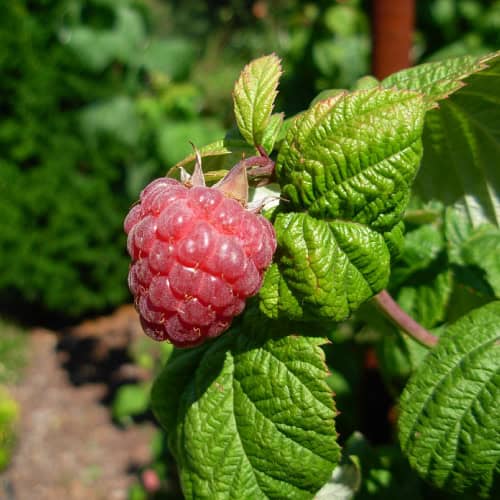 Raspberry bush