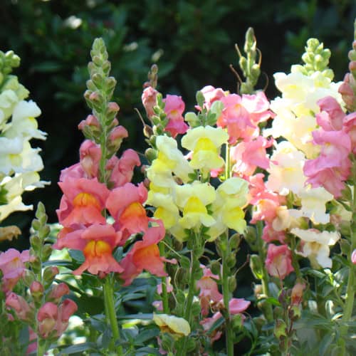 Snapdragon flowers