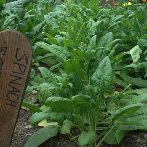 Spinach