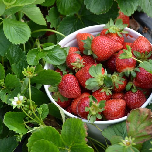 Strawberry harvest
