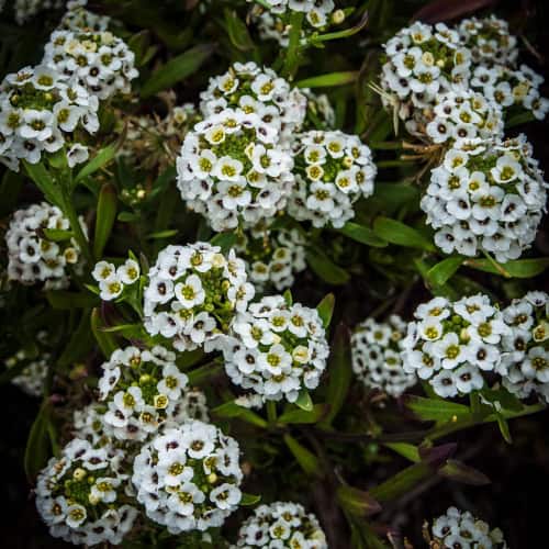 Sweet alyssum in bloom