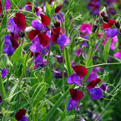 Sweet pea flowers