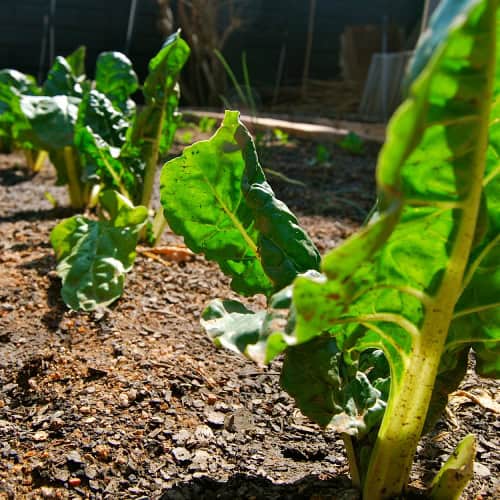 Swiss chard in garden