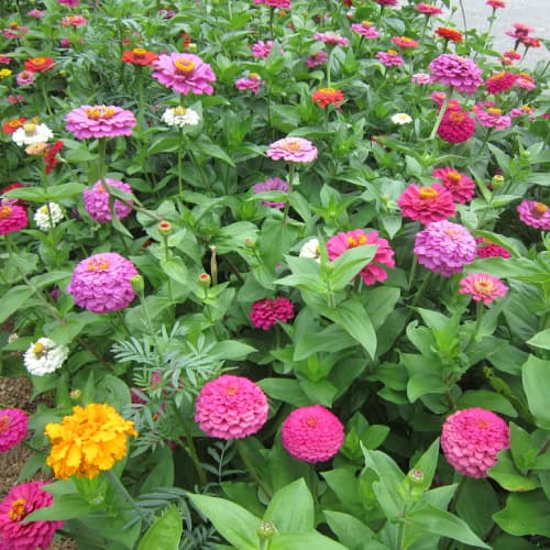 Zinnia flowers