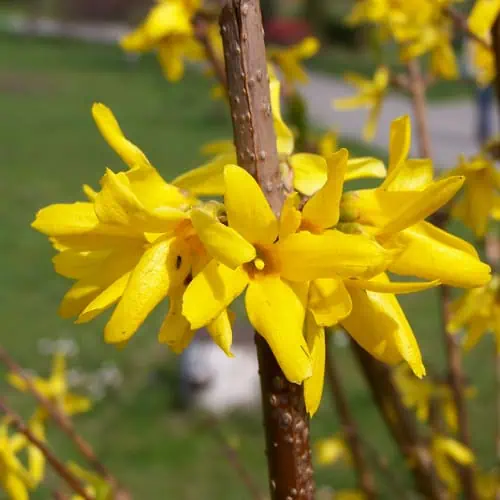 Forsythia yellow flowers