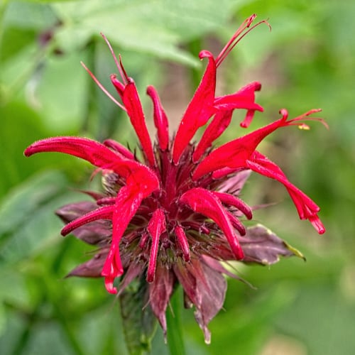 Bee balm flower
