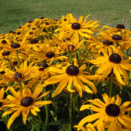 25 Plants for Hardiness Zone 6 (Easy Care Picks) Pond Informer