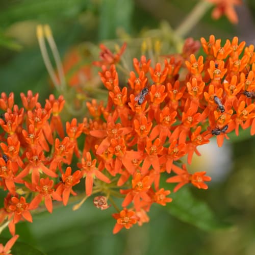 Butterfly weed flowers