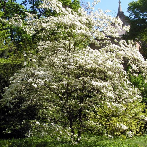 Cornus florida
