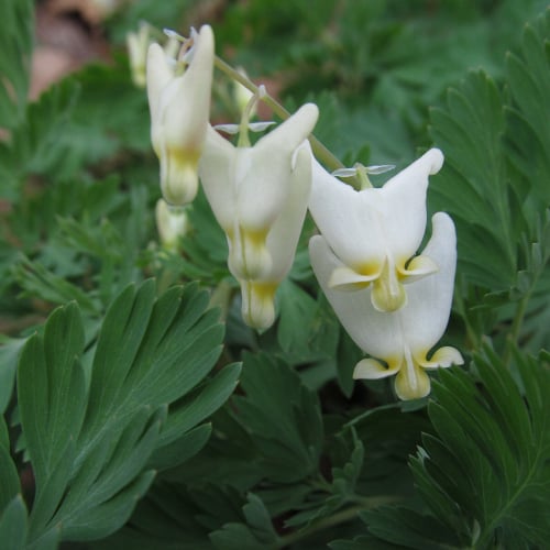 Dutchman's breeches plant