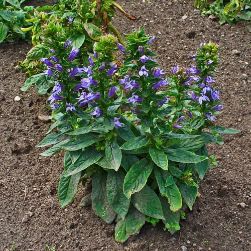Great blue lobelia