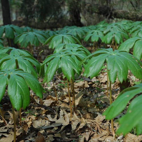 Mayapple plants