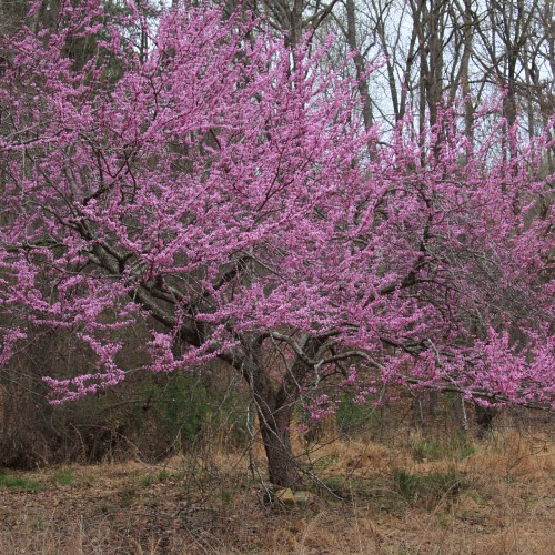 Redbud tree