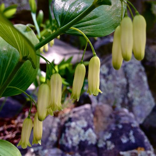 Solomon's seal