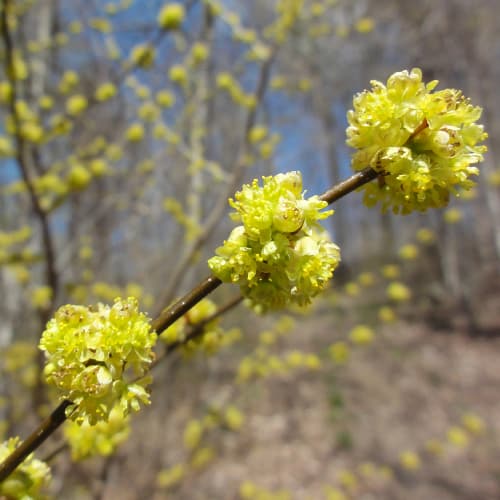 Spicebush blooms
