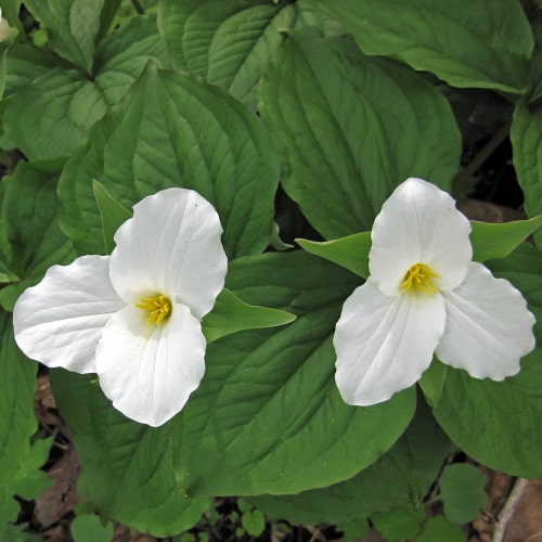 Trillium grandiflorum in bloom