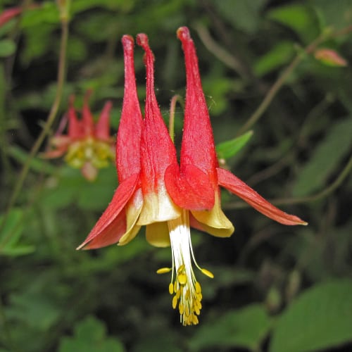 Wild columbine flower