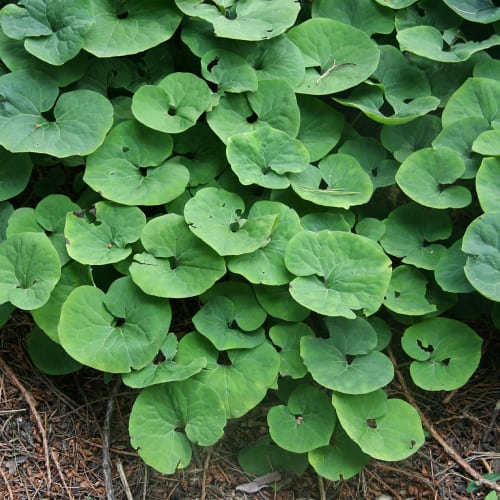 Wild ginger plants