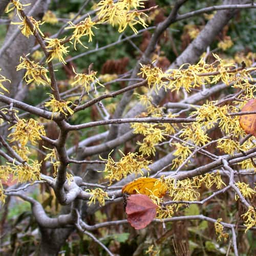 Witch-hazel flowers