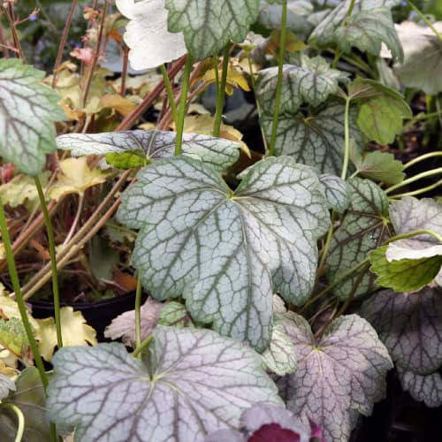 American alumroot leaves