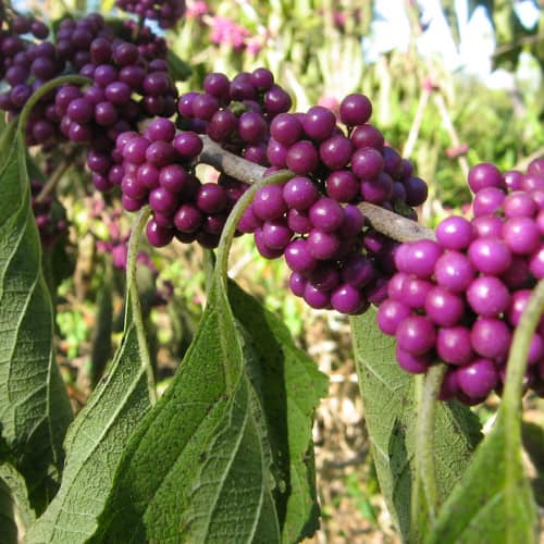 American beautyberry