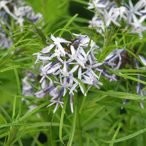 Arkansas blue star flower